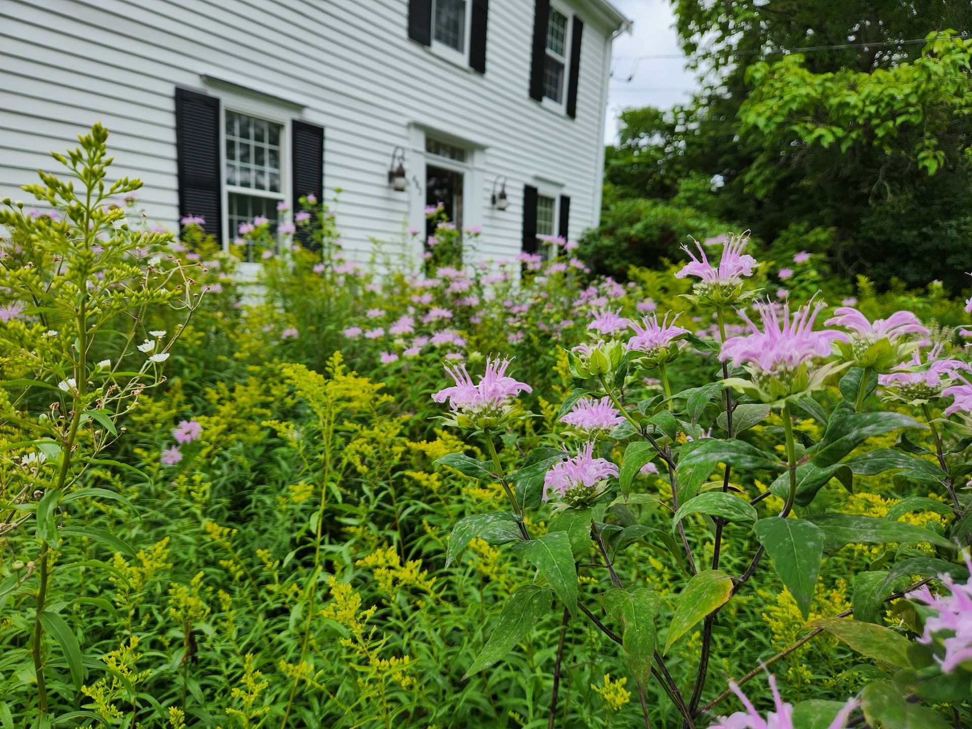 Lush garden with pink bee balm flowers in foreground and white colonial house with black shutters in background, surrounded by dense green foliage and trees