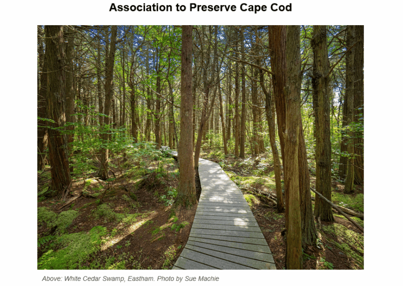 Wooden boardwalk winding through dense forest of tall trees with lush green undergrowth and ferns, creating dappled sunlight patterns on the forest floor at White Cedar Swamp in Eastham, Cape Cod