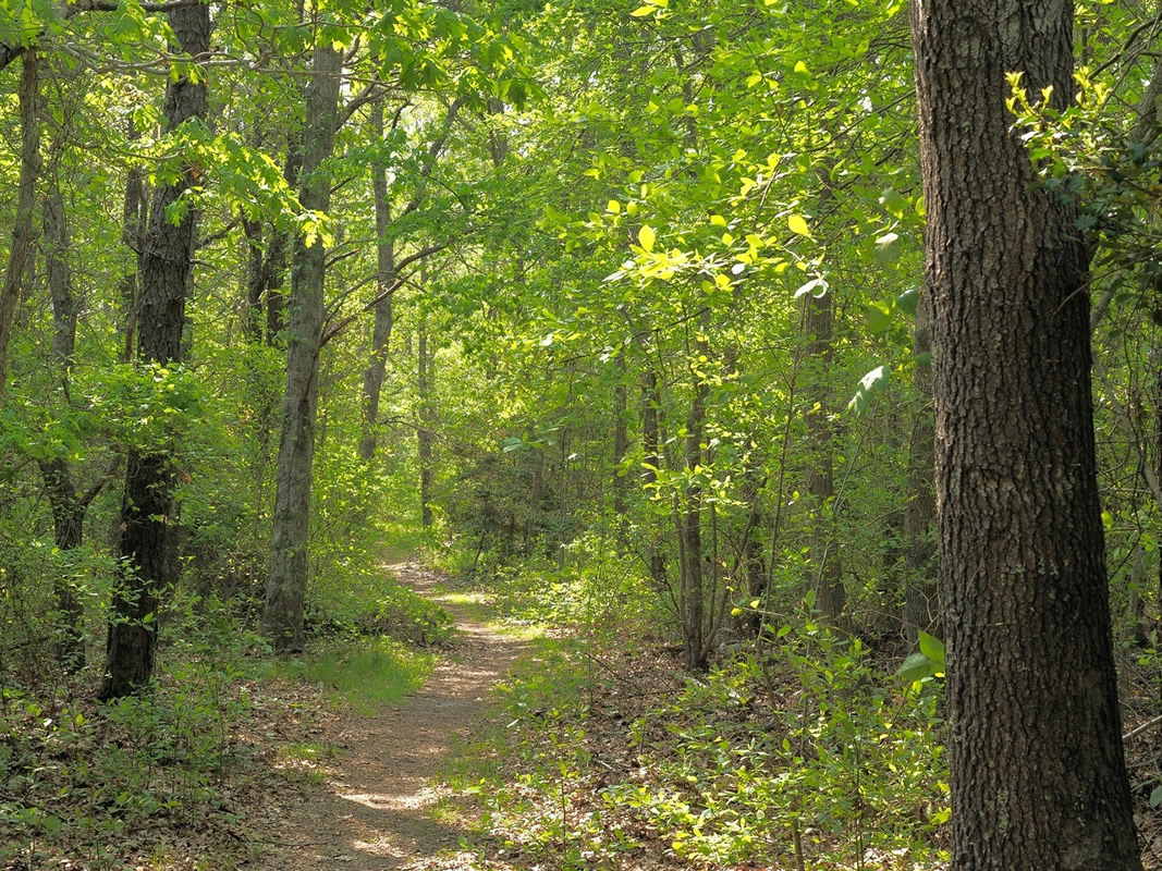 Woodland Trail