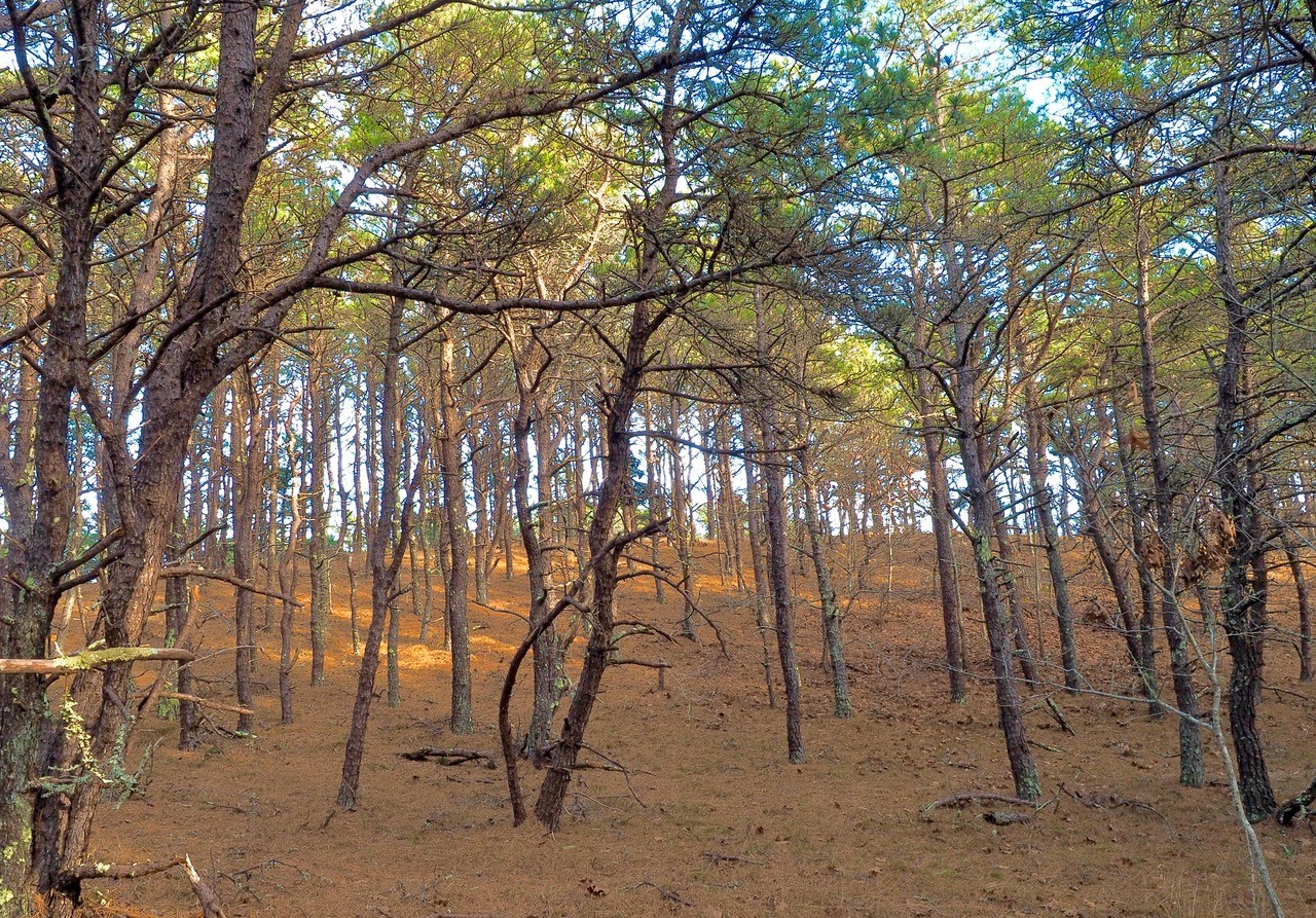 Woods