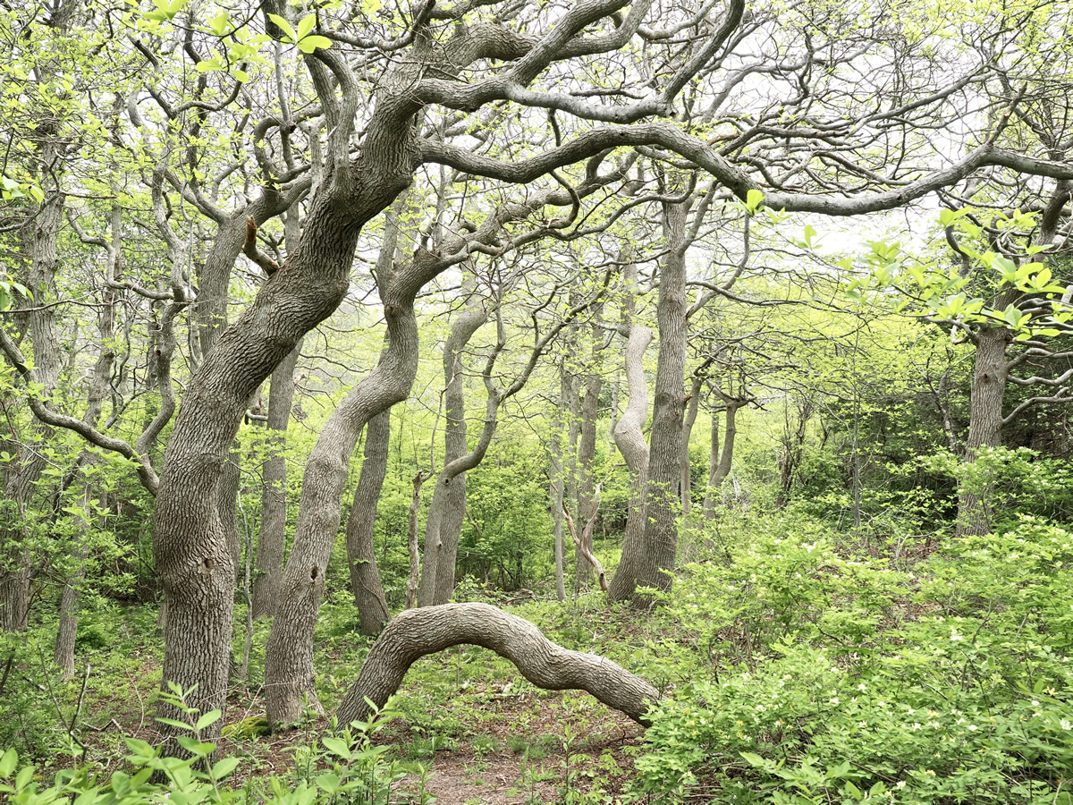 trees-cape-cod-nature-protection