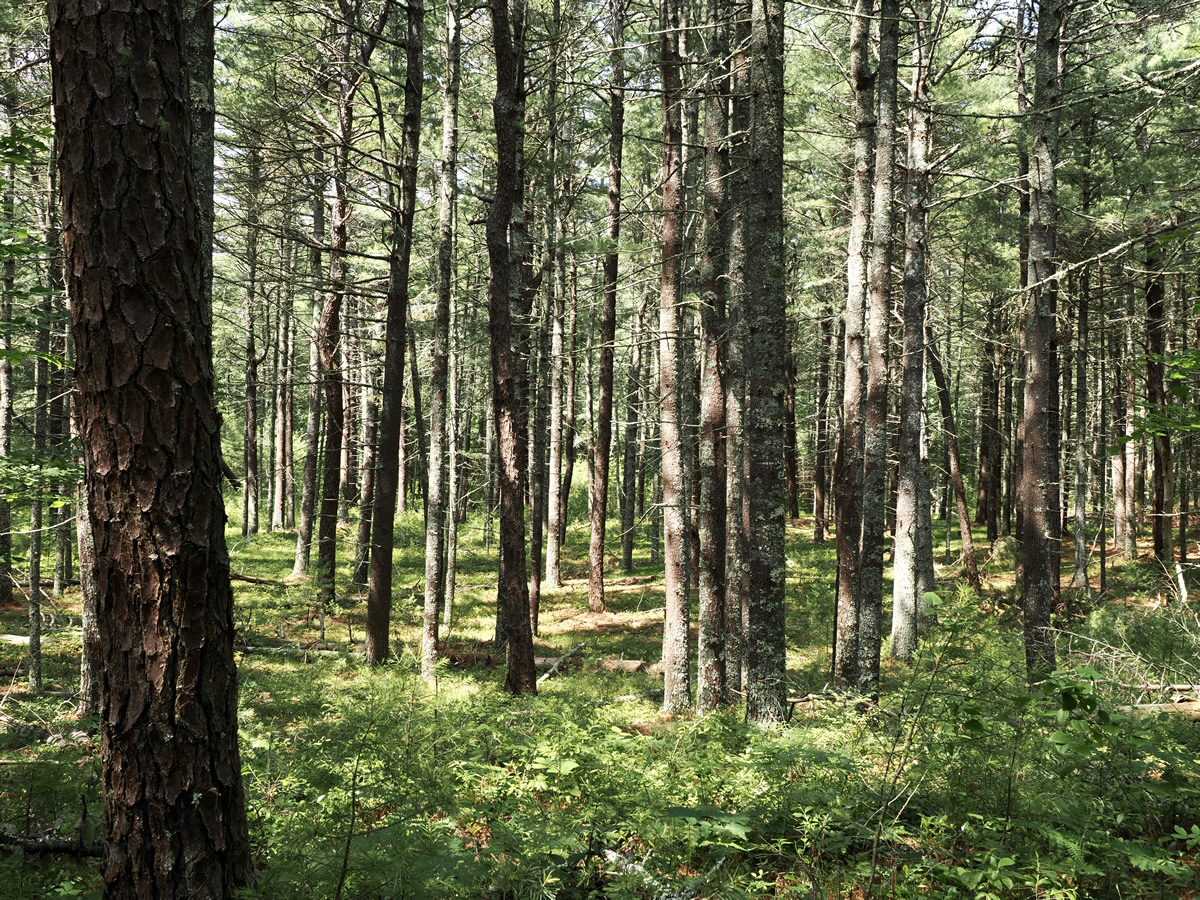 woodland view_SMachie
