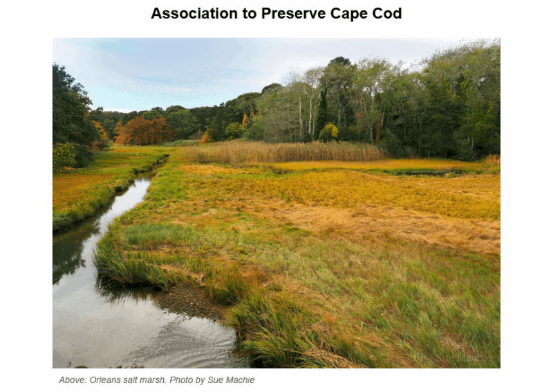 Winding tidal creek meandering through Orleans salt marsh with golden autumn grasses and mixed deciduous forest in background under overcast sky