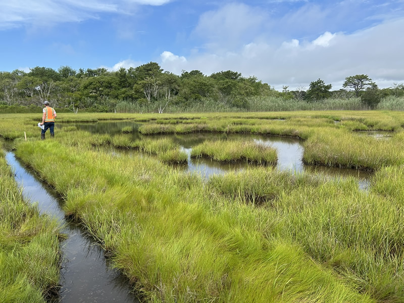 apcc-salt-marshes