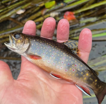 wild-brook-trout
