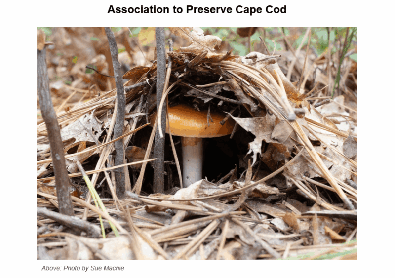 Alt text: "Mushroom with orange-tan cap emerging from forest floor covered in dried brown leaves, pine needles, and twigs