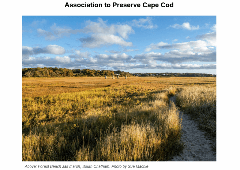 Golden salt marsh grasses stretching across Forest Beach under a blue sky with scattered white clouds, with a tree line visible on the horizon