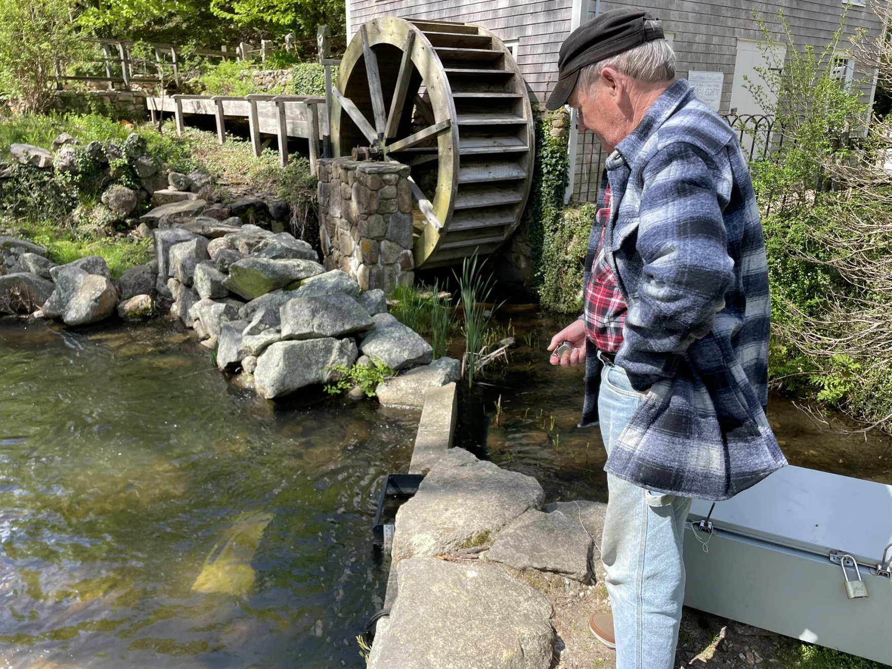 Local River Herring Numbers Decline