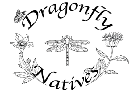 Dragonfly Natives logo