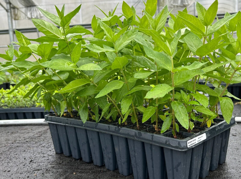 native-plant-growers