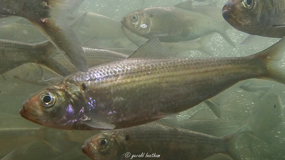 Counting on a Comeback ~ River Herring Monitoring on Cape Cod