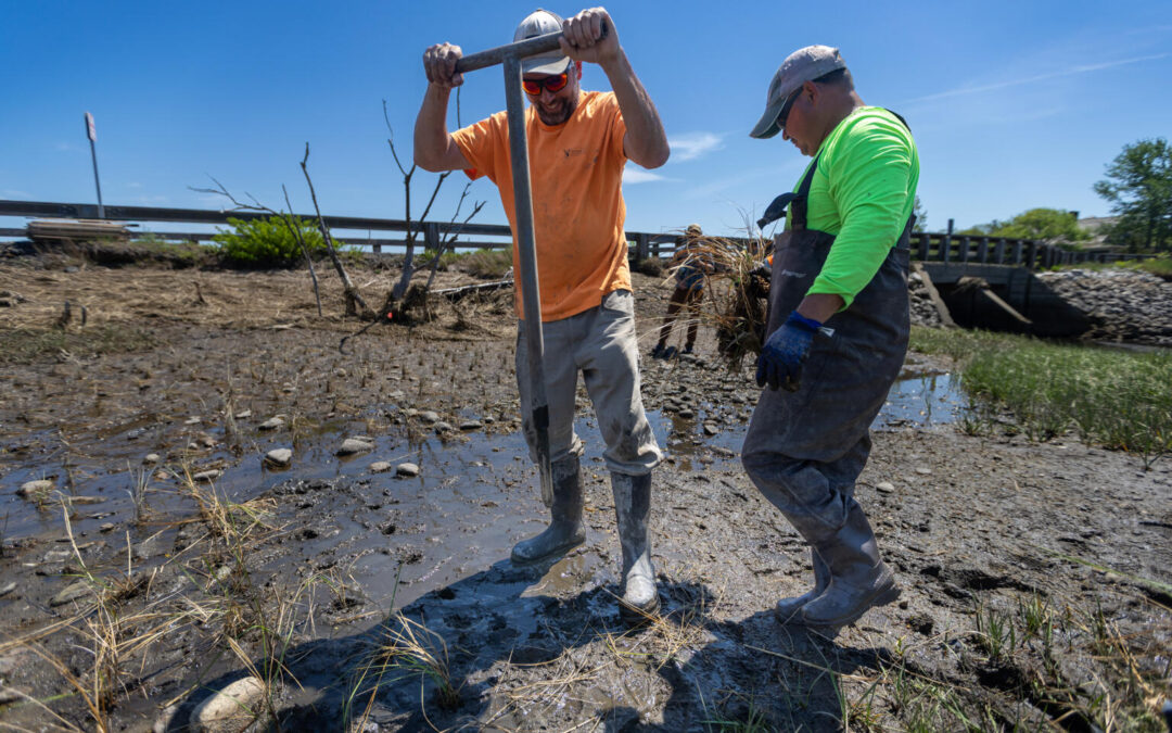 salt-marsh-restoration-apcc-wbur