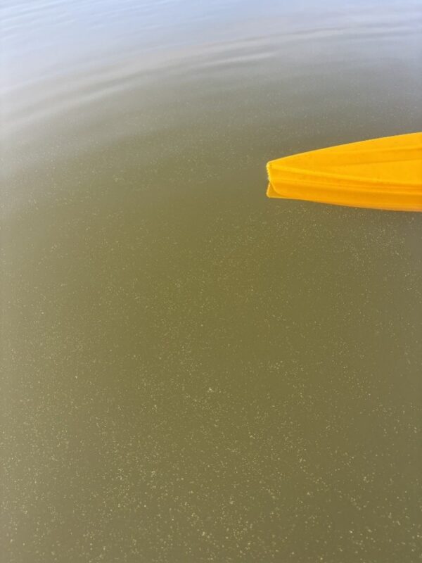 #3 fine green particles