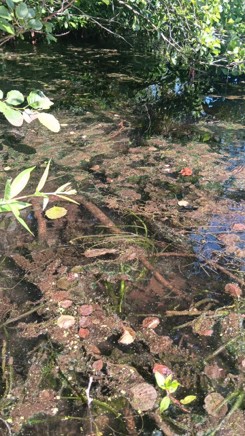 #7 Floating benthic mats