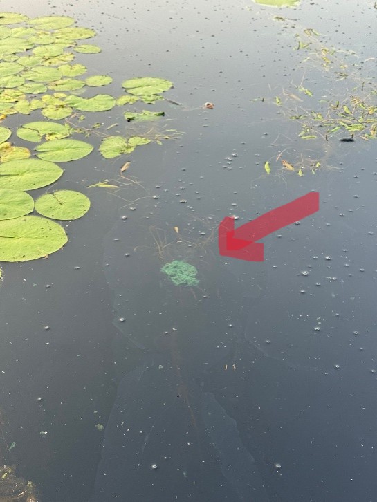 #8 floating piece of benthic mat