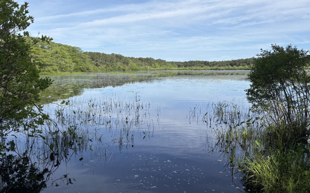 Testing for Cyanotoxins