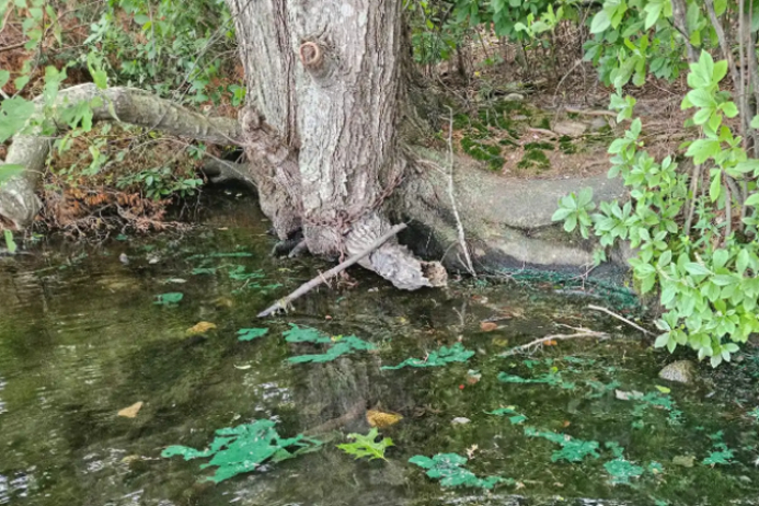 Planktothrix