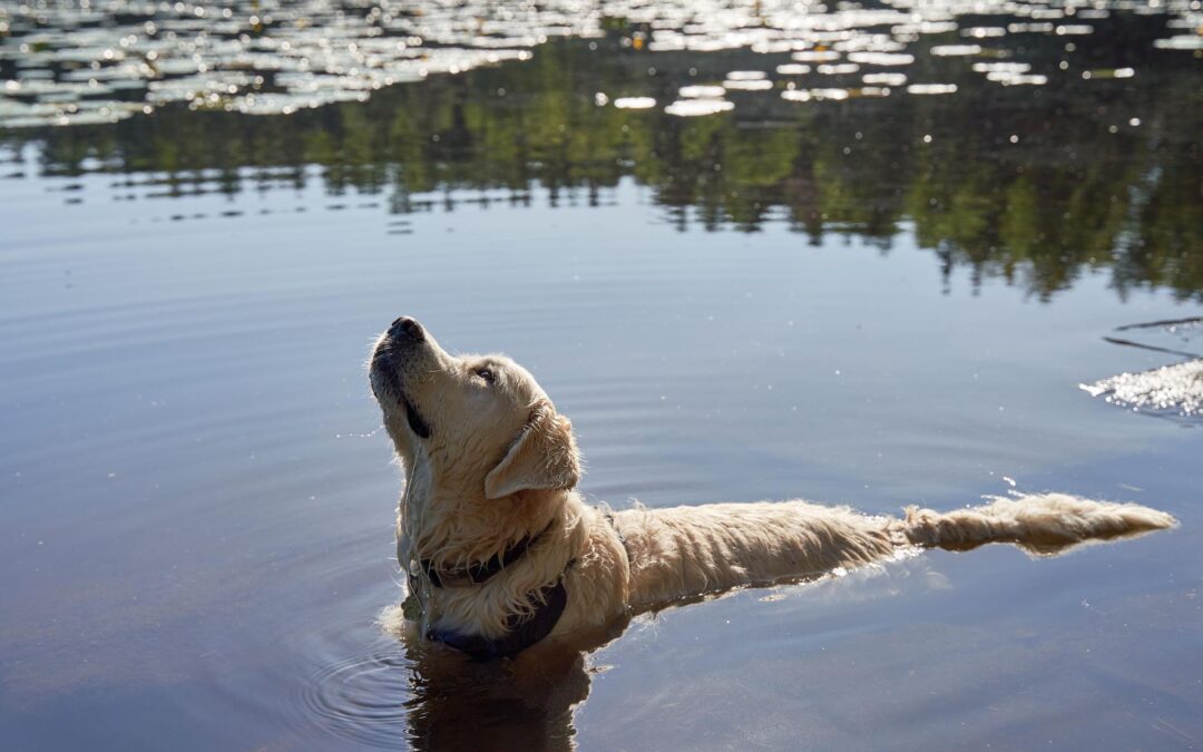 What to look for and how to protect yourself  and your pets from possible exposure.